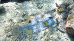 Spotted Trunkfish 9 Seconds later!